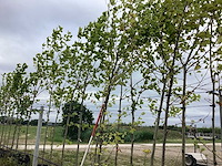Beverboom - vormboom - afbeelding 1 van  3
