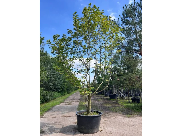 Beverboom, magnolia 'galaxy', meerstammig, roze bloei, ca. 350-400 cm hoog - afbeelding 1 van  1