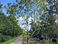 Beverboom, magnolia 'galaxy', meerstammig, roze bloei, ca. 350-400 cm hoog - afbeelding 1 van  1