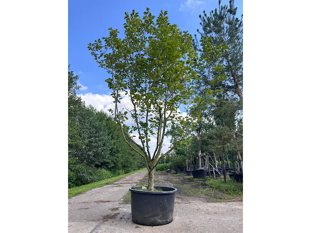 Beverboom, magnolia 'galaxy', meerstammig, roze bloei, ca. 350-400 cm hoog - afbeelding 1 van  1