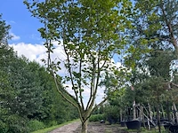 Beverboom, magnolia 'galaxy', meerstammig, roze bloei, ca. 350-400 cm hoog