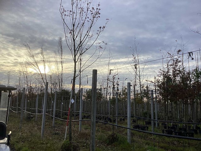 Bijenboom - sierboom - afbeelding 1 van  4