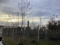 Bijenboom - sierboom - afbeelding 1 van  4