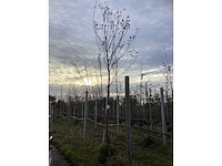 Bijenboom - sierboom - afbeelding 2 van  4