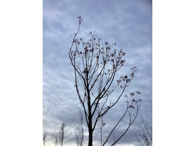 Bijenboom - sierboom - afbeelding 3 van  4