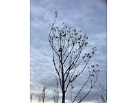 Bijenboom - sierboom - afbeelding 3 van  4