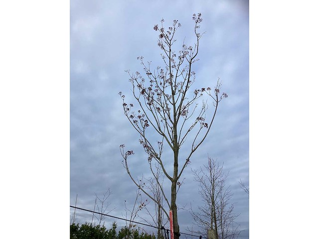 Bijenboom - sierboom - afbeelding 4 van  4