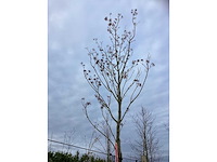 Bijenboom - sierboom - afbeelding 4 van  4