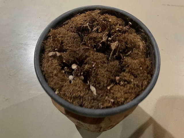 Bijzettafel - boomstam - afbeelding 4 van  7