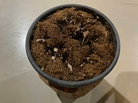 Bijzettafel - boomstam - afbeelding 4 van  7