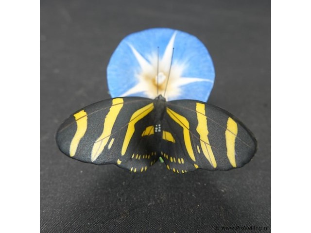 Biscuitporseleinen beeldje van een vlinder op een bloem uit de "butterflies of the world" collectie van franklin mint - afbeelding 2 van  5
