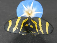 Biscuitporseleinen beeldje van een vlinder op een bloem uit de "butterflies of the world" collectie van franklin mint - afbeelding 2 van  5