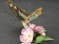 Biscuitporseleinen vlinderbeeld uit de "butterflies of the world" collectie van franklin mint - afbeelding 1 van  5