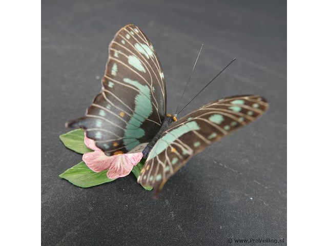 Biscuitporseleinen vlinderbeeld uit de "butterflies of the world" collectie van franklin mint - afbeelding 3 van  5