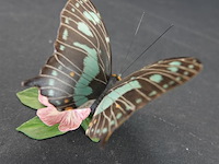 Biscuitporseleinen vlinderbeeld uit de "butterflies of the world" collectie van franklin mint - afbeelding 3 van  5