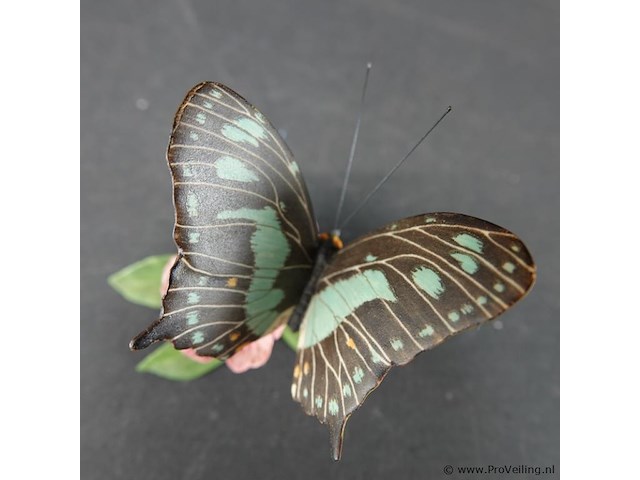 Biscuitporseleinen vlinderbeeld uit de "butterflies of the world" collectie van franklin mint - afbeelding 4 van  5