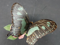 Biscuitporseleinen vlinderbeeld uit de "butterflies of the world" collectie van franklin mint - afbeelding 4 van  5