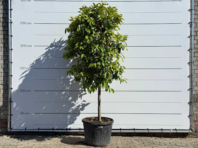 Bittere sinaasappelboom - citrus aurantium - hoogte ca. 260 cm - afbeelding 1 van  5