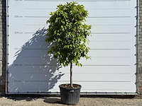 Bittere sinaasappelboom - citrus aurantium - hoogte ca. 260 cm