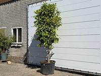 Bittere sinaasappelboom - citrus aurantium - hoogte ca. 260 cm - afbeelding 2 van  5