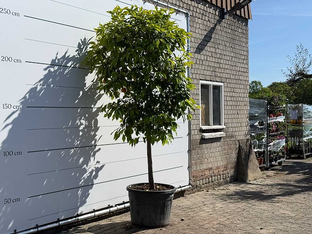 Bittere sinaasappelboom - citrus aurantium - hoogte ca. 260 cm - afbeelding 3 van  5