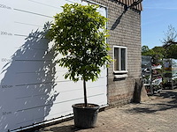 Bittere sinaasappelboom - citrus aurantium - hoogte ca. 260 cm - afbeelding 3 van  5