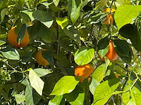 Bittere sinaasappelboom - citrus aurantium - hoogte ca. 260 cm - afbeelding 4 van  5