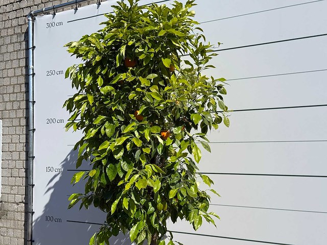 Bittere sinaasappelboom - citrus aurantium - hoogte ca. 260 cm - afbeelding 5 van  5