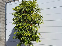 Bittere sinaasappelboom - citrus aurantium - hoogte ca. 260 cm - afbeelding 5 van  5