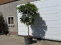 Bittere sinaasappelboom - citrus aurantium - hoogte ca. 280 cm - afbeelding 2 van  9