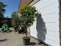 Bittere sinaasappelboom - citrus aurantium - hoogte ca. 280 cm - afbeelding 3 van  9