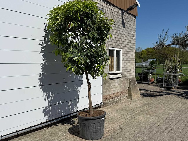 Bittere sinaasappelboom - citrus aurantium - hoogte ca. 280 cm - afbeelding 6 van  9