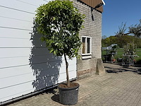Bittere sinaasappelboom - citrus aurantium - hoogte ca. 280 cm - afbeelding 6 van  9