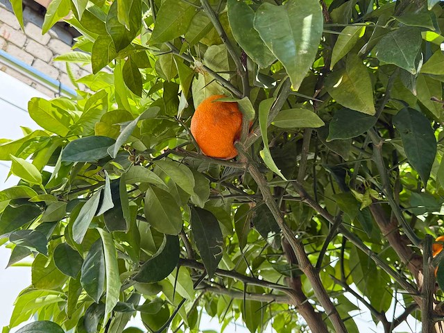 Bittere sinaasappelboom - citrus aurantium - hoogte ca. 280 cm - afbeelding 8 van  9