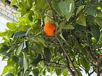 Bittere sinaasappelboom - citrus aurantium - hoogte ca. 280 cm - afbeelding 8 van  9