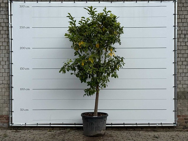 Bittersinaasappelboom - citrus aurantium - hoogte ca. 275 cm - afbeelding 1 van  3