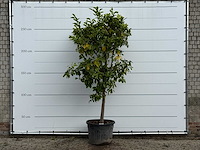 Bittersinaasappelboom - citrus aurantium - hoogte ca. 275 cm - afbeelding 1 van  3