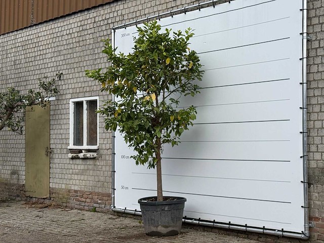 Bittersinaasappelboom - citrus aurantium - hoogte ca. 275 cm - afbeelding 2 van  3