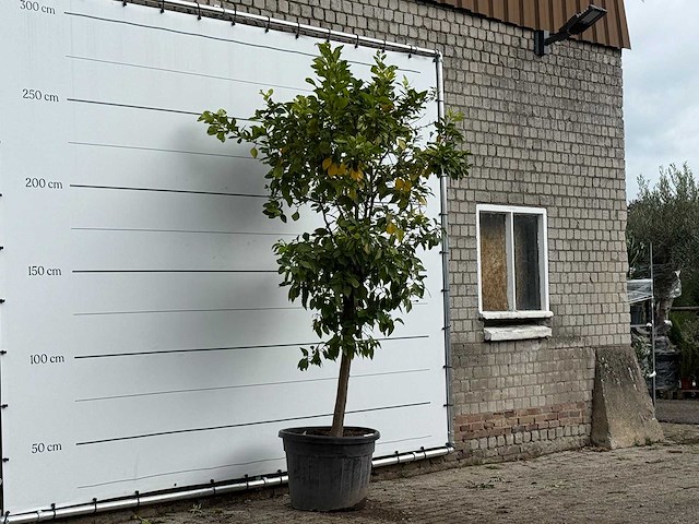Bittersinaasappelboom - citrus aurantium - hoogte ca. 275 cm - afbeelding 3 van  3