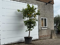 Bittersinaasappelboom - citrus aurantium - hoogte ca. 275 cm - afbeelding 3 van  3