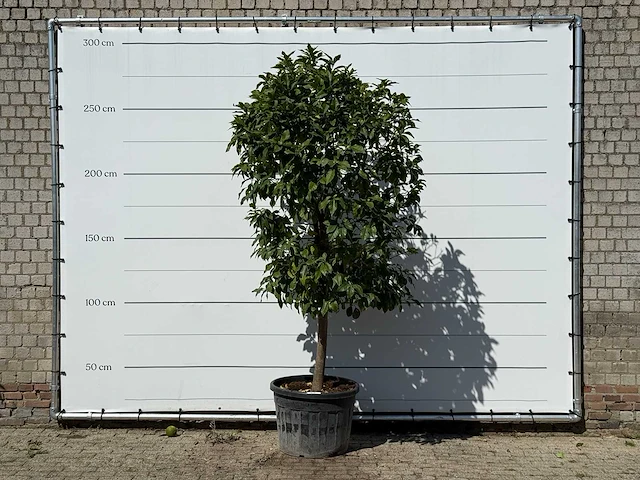 Bittersinaasappelboom - citrus aurantium - hoogte ca. 275 cm - afbeelding 1 van  3