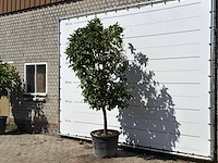 Bittersinaasappelboom - citrus aurantium - hoogte ca. 275 cm - afbeelding 2 van  3
