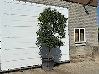 Bittersinaasappelboom - citrus aurantium - hoogte ca. 275 cm - afbeelding 3 van  3
