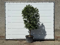 Bittersinaasappelboom - citrus aurantium - hoogte ca. 275 cm