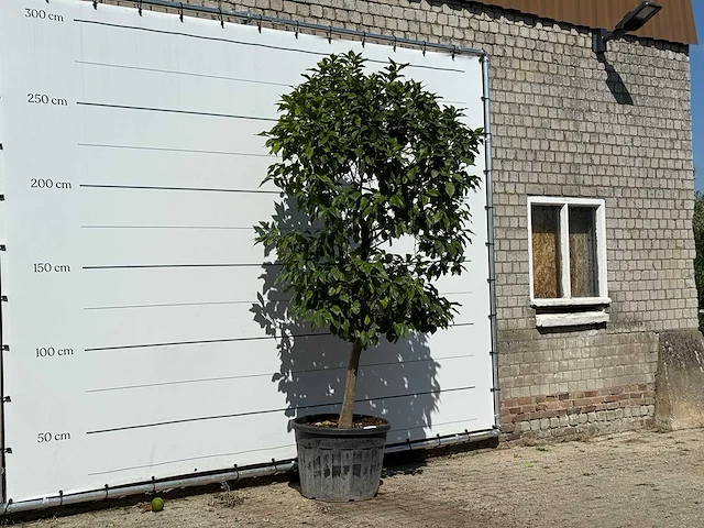 Bittersinaasappelboom - citrus aurantium - hoogte ca. 275 cm - afbeelding 3 van  3