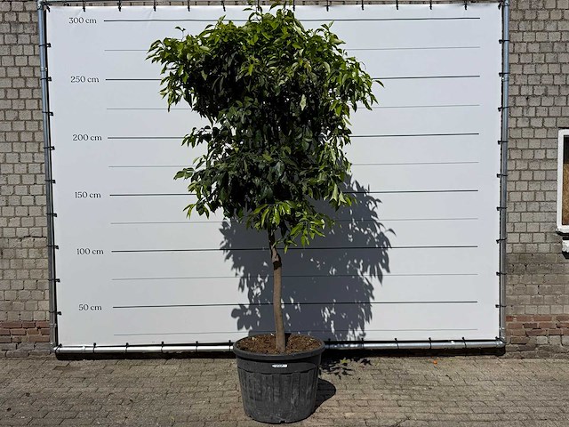Bittersinaasappelboom - citrus aurantium - hoogte ca. 280 cm - afbeelding 1 van  6