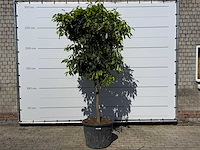 Bittersinaasappelboom - citrus aurantium - hoogte ca. 280 cm - afbeelding 1 van  6