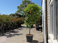 Bittersinaasappelboom - citrus aurantium - hoogte ca. 280 cm - afbeelding 3 van  6