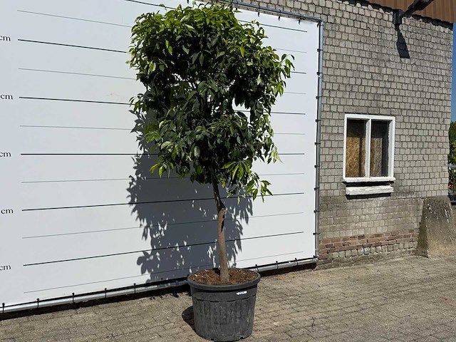 Bittersinaasappelboom - citrus aurantium - hoogte ca. 280 cm - afbeelding 4 van  6