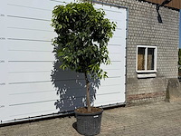 Bittersinaasappelboom - citrus aurantium - hoogte ca. 280 cm - afbeelding 4 van  6